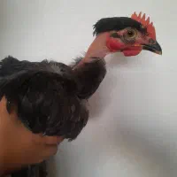 خروس و مرغ تخم گذار محلی