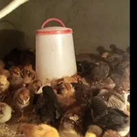 جوجه یک هفته ای
