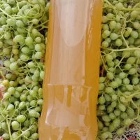 ابغوره