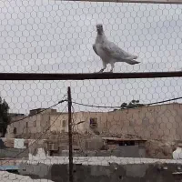 کبوتر پرشی 2رقمی