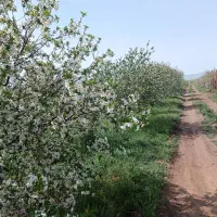 باغ ۶۰۰ متری ۳۰۰ ملیون