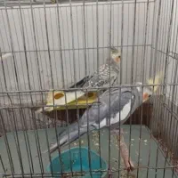 عروس  هلندی