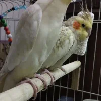 جفت عروس هلندی