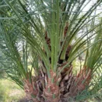 پاچوش انواع نخل