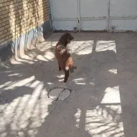 بره ماده علف خور