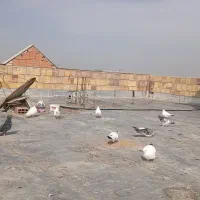 تعدادی کبوتر تک‌پرهمه آس
