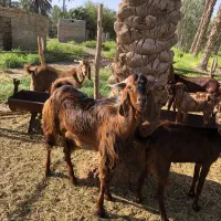 نری