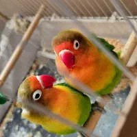جفت کوتوله برزیلی مولد