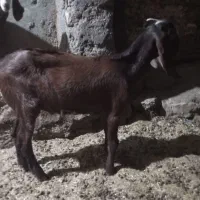 کره مری چاق جملی زا