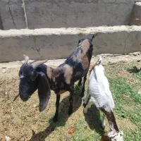 گتاچ پنجاب اول زه