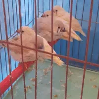جوجه فنج زبراا
