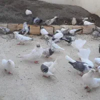 کفتر