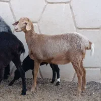 شیشک میش دورگ هترو چینی