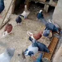 کبوتر