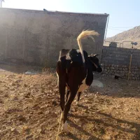گاو|حیوانات مزرعه|ایذه, |دیوار