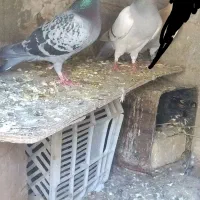 کفتر ماده سوسنی