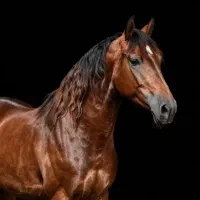 آموزش خصوصی سوارکاری