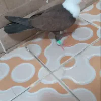 کلاغ جوجه یک پر مقبول فروشی