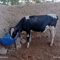 تلیسه ماده وزن ۴۵۰ تا ۵۰۰