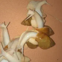 حلزون سوپر مولد آلبینو