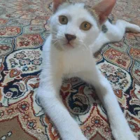 واگذاری بچه گربه خانگی