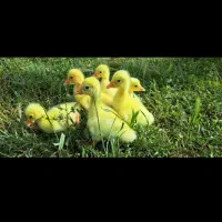 تخم قوغاز چینی . تخم مرغ برهما خروس. جوجه بوقلمون