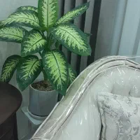 دیفن باخیا و سنسوریا