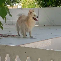 سگ پامر