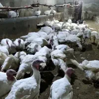 فروش فوری