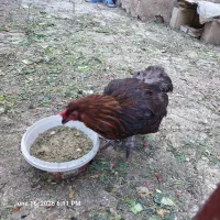 مرغ و خروس محلی