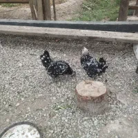 دو عدد مرغ گلین تخمگذار ویک خروس