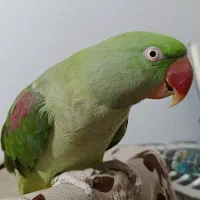 شاه طوطی ماده