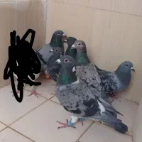 چند عدد کبوتر پلاکی
