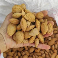 بادام سنگی کوهسرخ