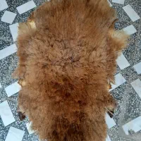 پوست تخت گوسفندی تز ئینی