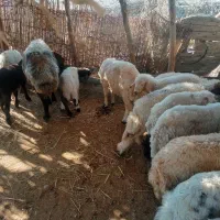 فروش 9عدد بره شیری