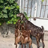 فروش 2بز با 4تا بزغاله پاکستانی آخرت جنس