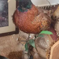 حیوانات دکوری و زینتی