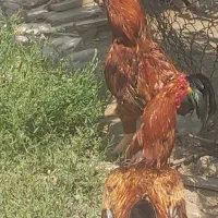 خروس لاری