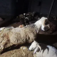 بره پلواری ترکی بختیاری