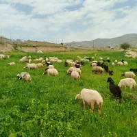 گوسفند نگهداری میکنم تا ۳۰ راس