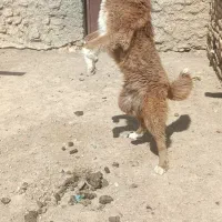 سگ سرخ|سگ|گلپایگان, |دیوار