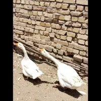 غوغاز|حیوانات مزرعه|قزوین, |دیوار