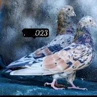 جفت سرور نر و ماده