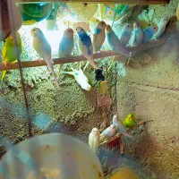 مرغ عشق|پرنده|بمپور, |دیوار
