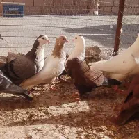 کفتر پرشی ارزون