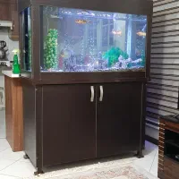 آکواریوم وماهی