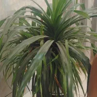 گل شاداب