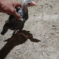 جوجه لاری اوشامو