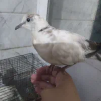 سه عدد کبوتر خانگی